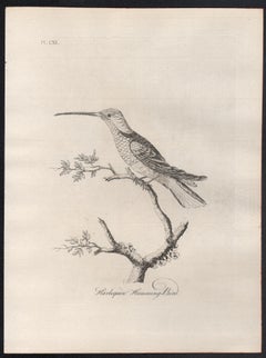 Harlequin Humming-Bird, 18th century bird engraving by John Latham