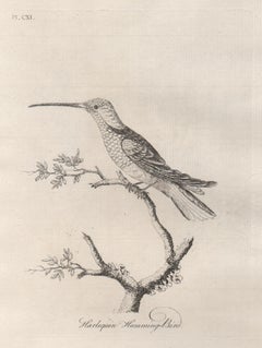 Antique Harlequin Humming-Bird, 18th century bird engraving by John Latham