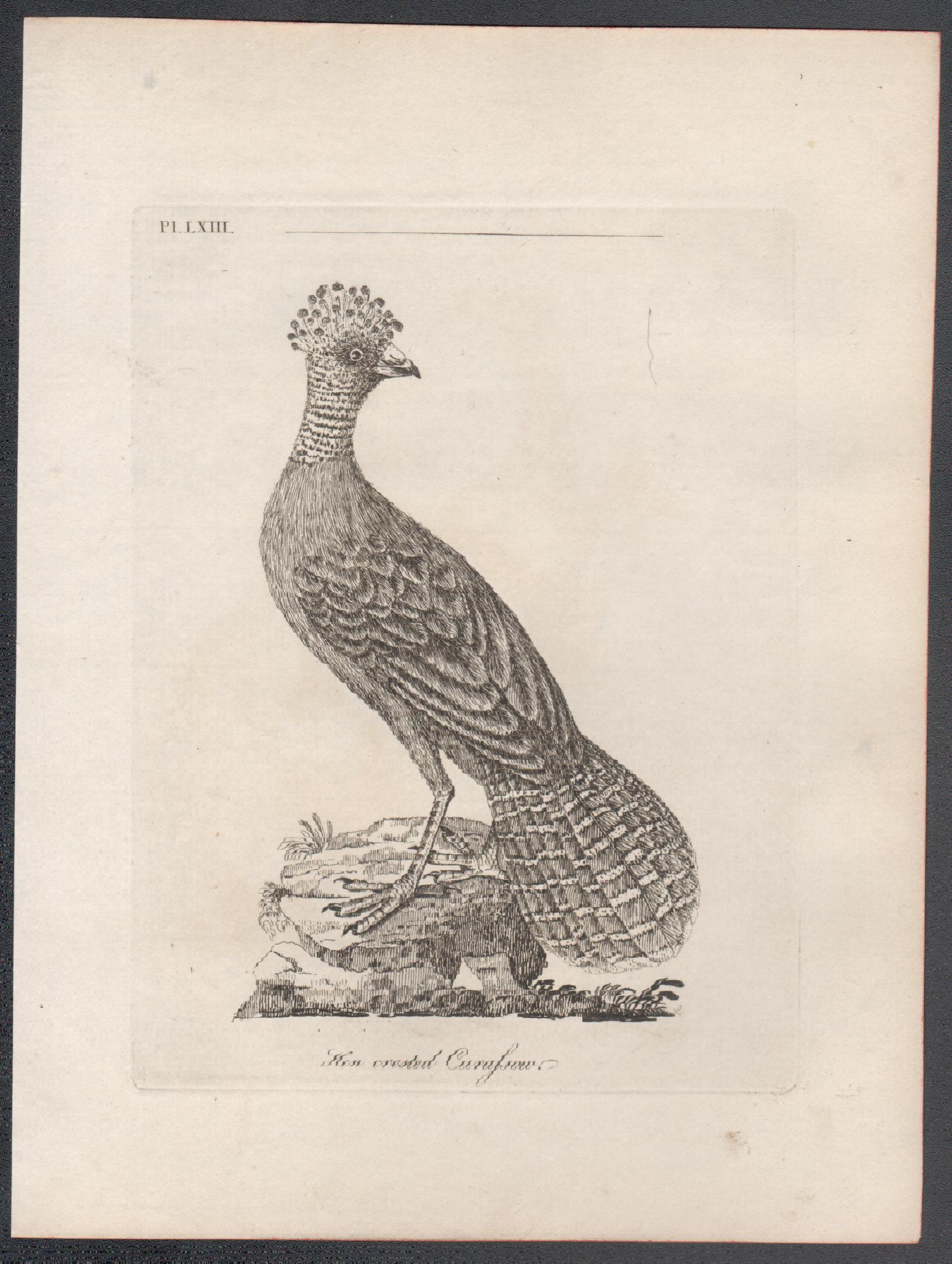 Paujil crestado, grabado de aves del siglo XVIII de John Latham 1
