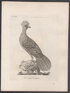 Hen crested Curassow, 18th century bird engraving by John Latham