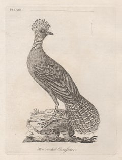 Antique Hen crested Curassow, 18th century bird engraving by John Latham