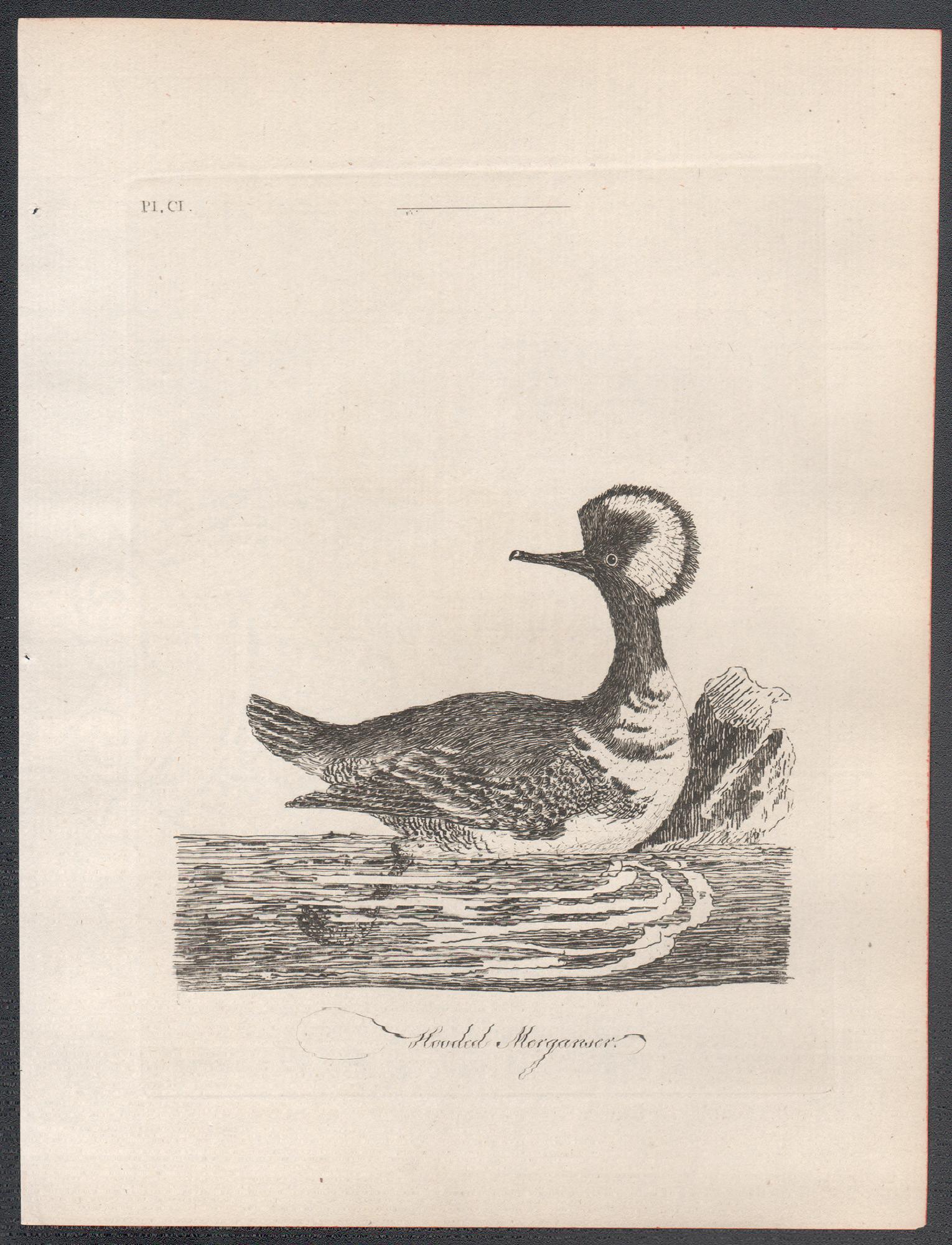 Hooded Merganser, 18th century bird duck engraving by John Latham For Sale 1