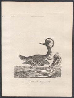 Hooded Merganser, 18th century bird duck engraving by John Latham