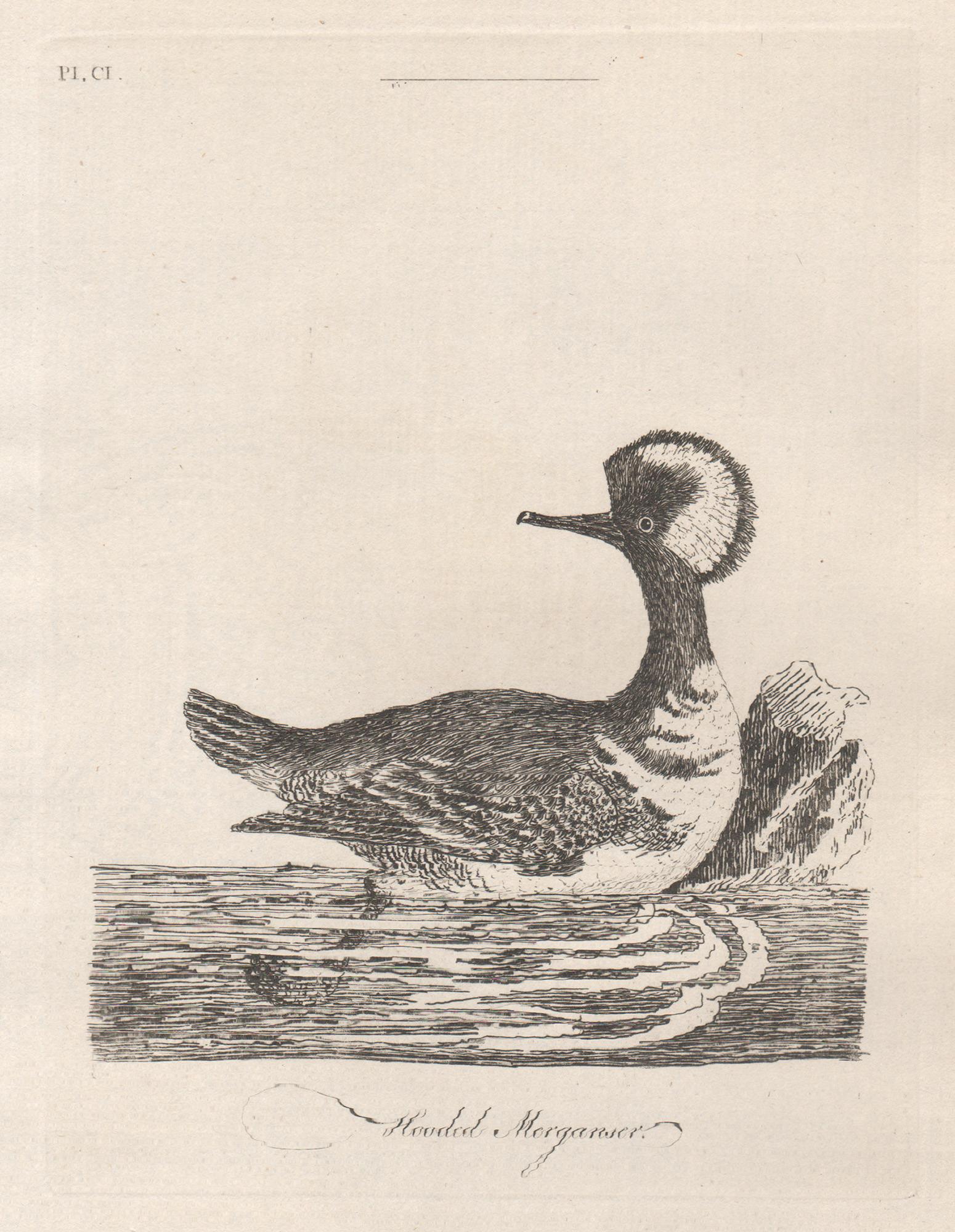 Copper-line engraving. 1781. From John Latham's 'General Synopsis of Birds' 1781-1785, and its Supplements. Plate number top left. Laid paper with watermark.

John Latham was the leading English ornithologist of his day.

180mm by 137mm (platemark)