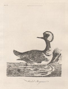 Hooded Merganser, 18th century bird duck engraving by John Latham