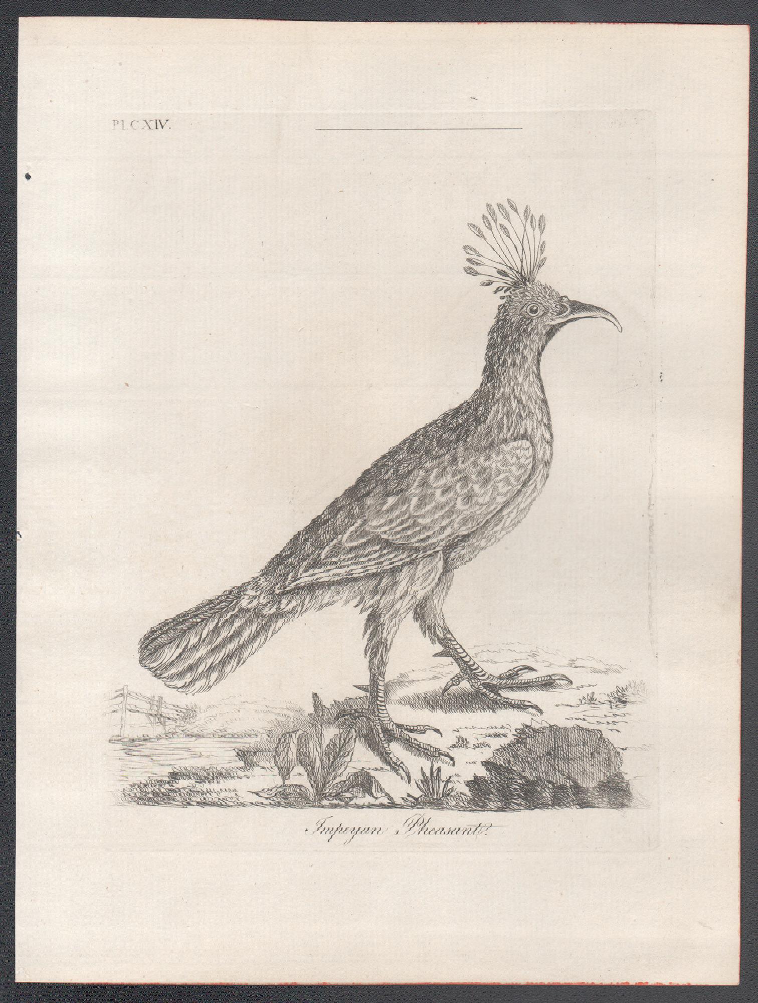 Faisan d'Impeyan, gravure d'oiseaux du XVIIIe siècle par John Laths - Print de John Latham