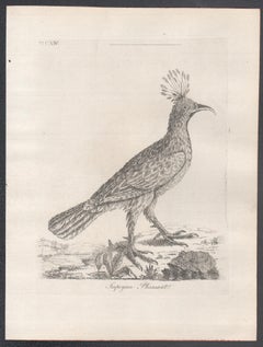 Impeyan Pheasant, 18th century bird engraving by John Latham