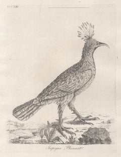Faisan d'Impeyan, gravure d'oiseaux du XVIIIe siècle par John Laths