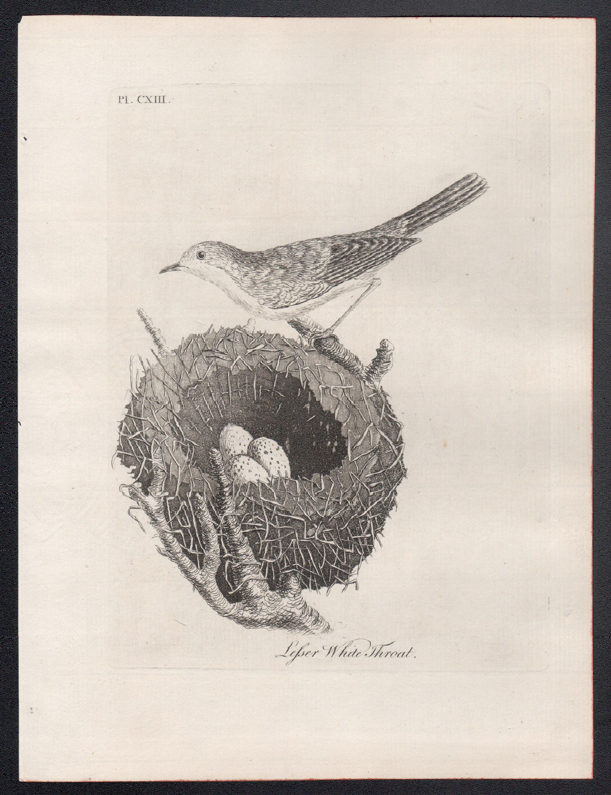 whitethroat nest