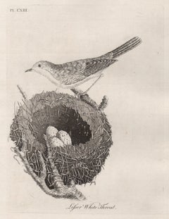 Lesser White Throat, bird and nest engraving by John Latham