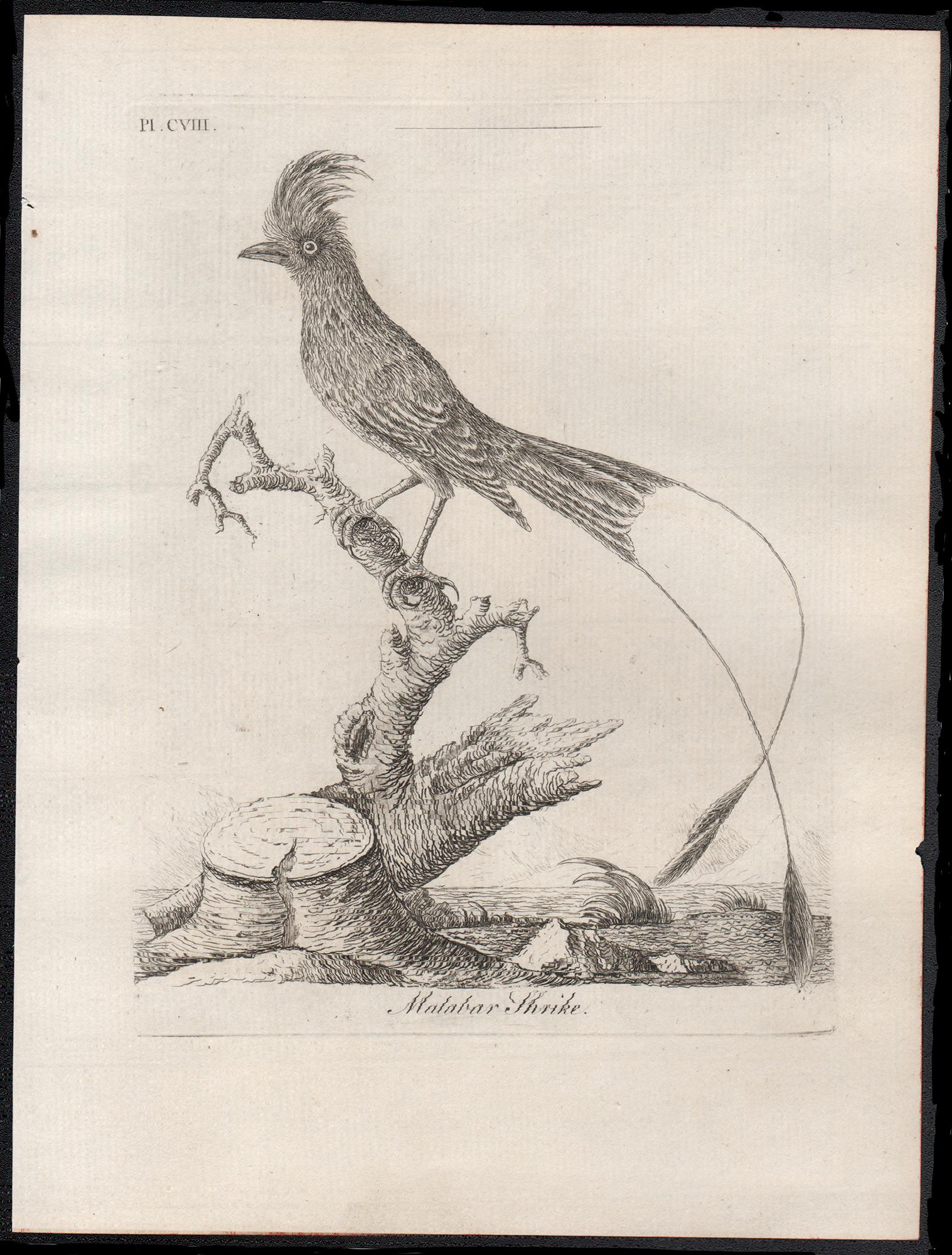 Pie-grièche de Malabar, gravure d'oiseau du XVIIIe siècle par John Laths - Print de John Latham