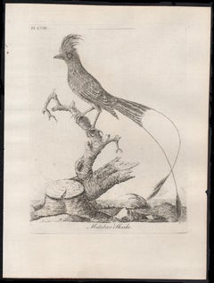 Malabar-Schrein, Vogelgravur aus dem 18. Jahrhundert von John Latham