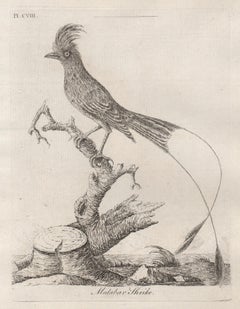 Pie-grièche de Malabar, gravure d'oiseau du XVIIIe siècle par John Laths