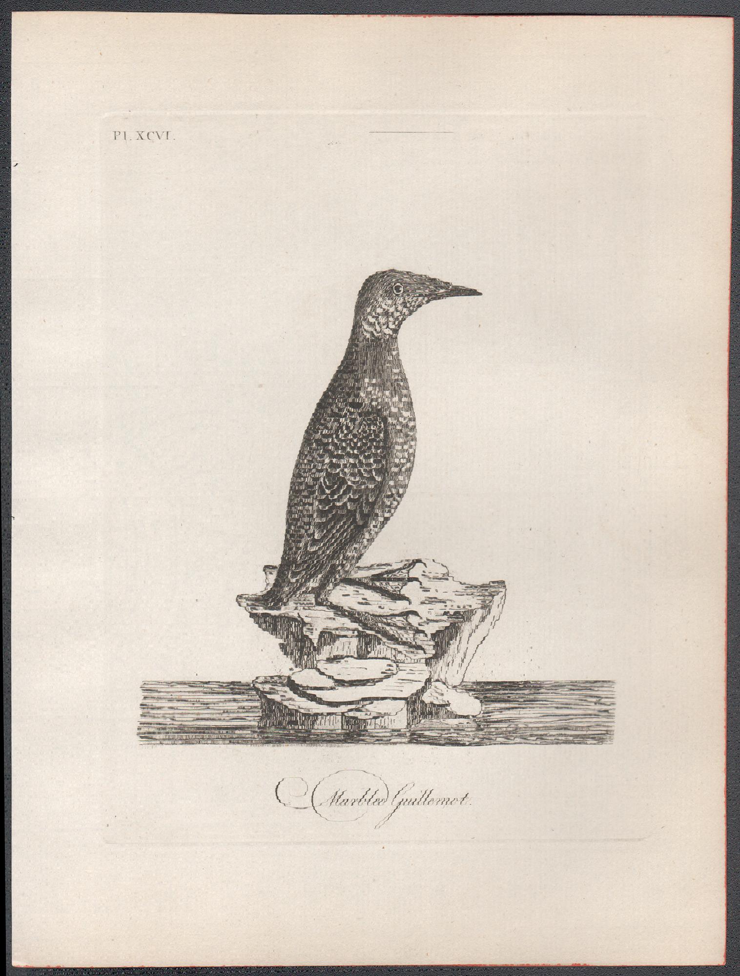 Guillemot jaspeado, grabado de aves del siglo XVIII de John Latham en venta 1