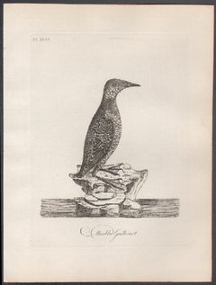 Marbled Guillemot, 18th century bird engraving by John Latham