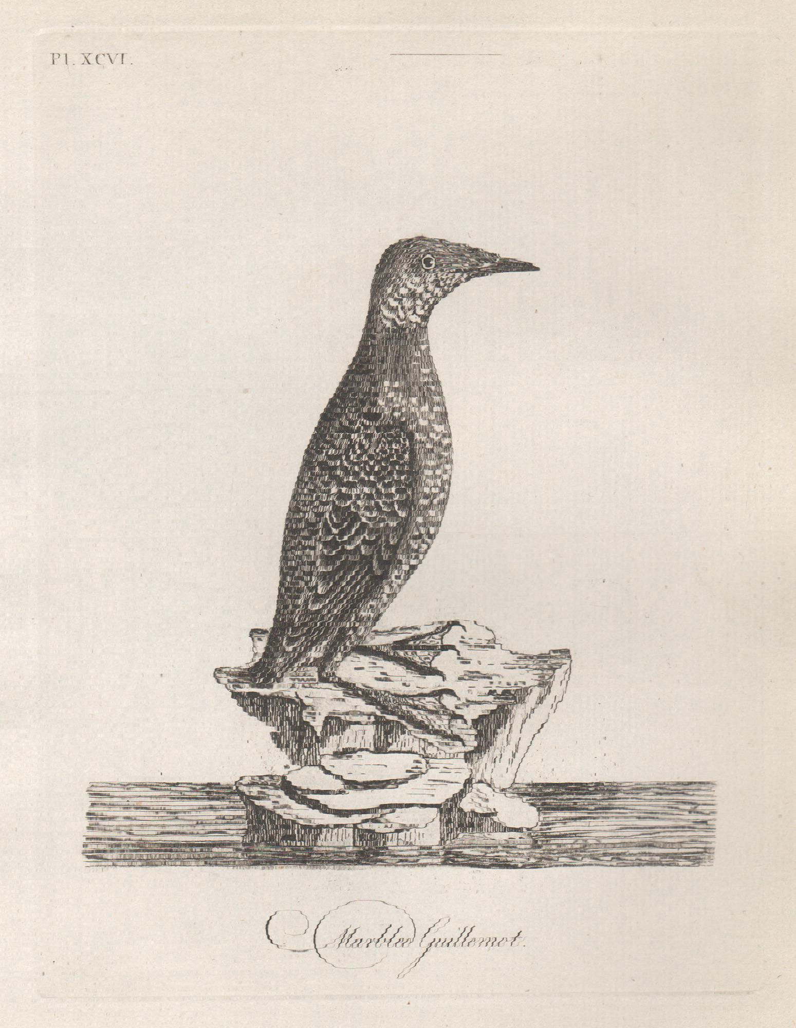 Marbled Guillemot, 18th century bird engraving by John Latham