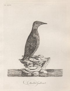 Guillemot marbré, gravure d'oiseaux du XVIIIe siècle par John Latham