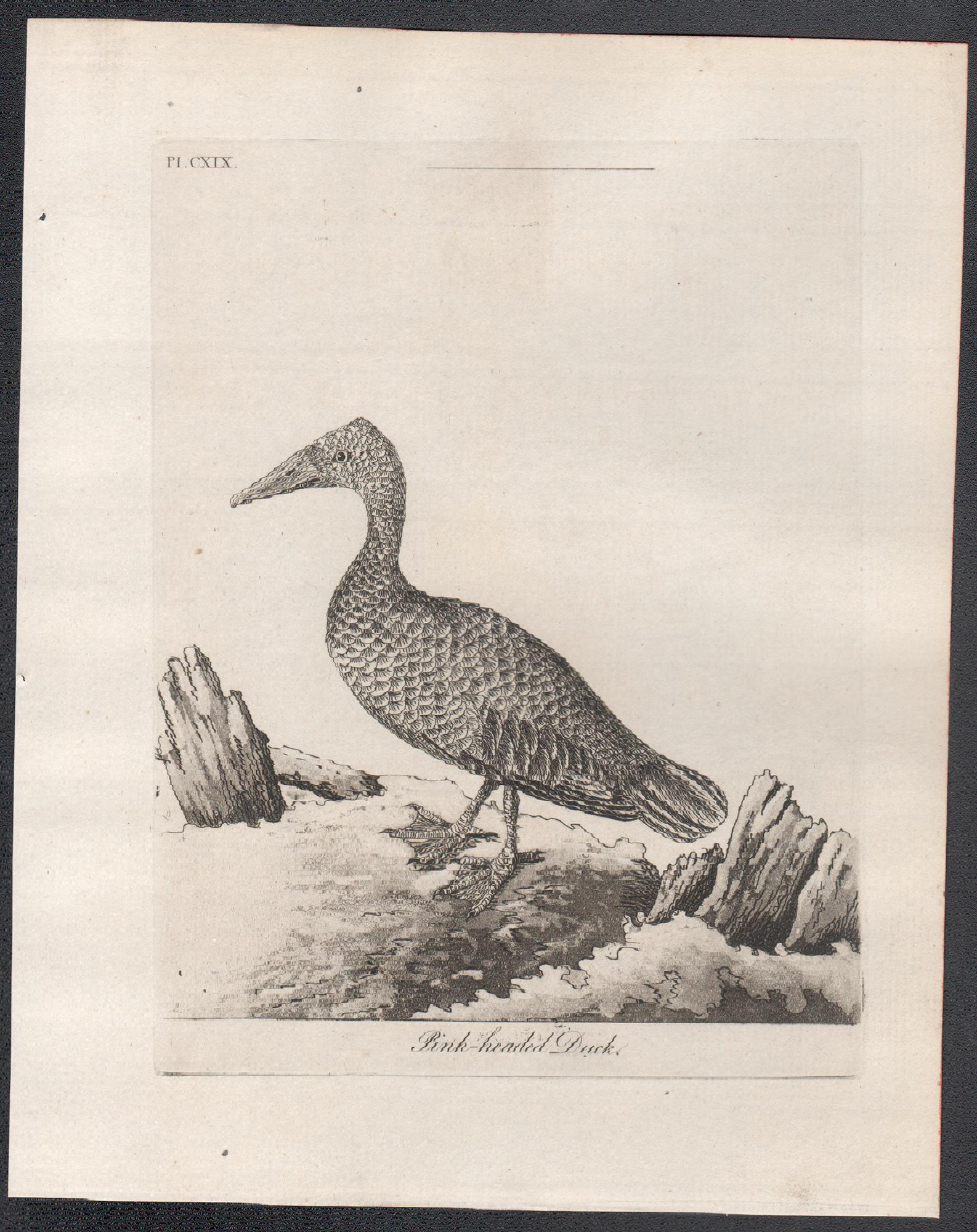 Pink-headed Duck, 18th century bird engraving by John Latham For Sale 1