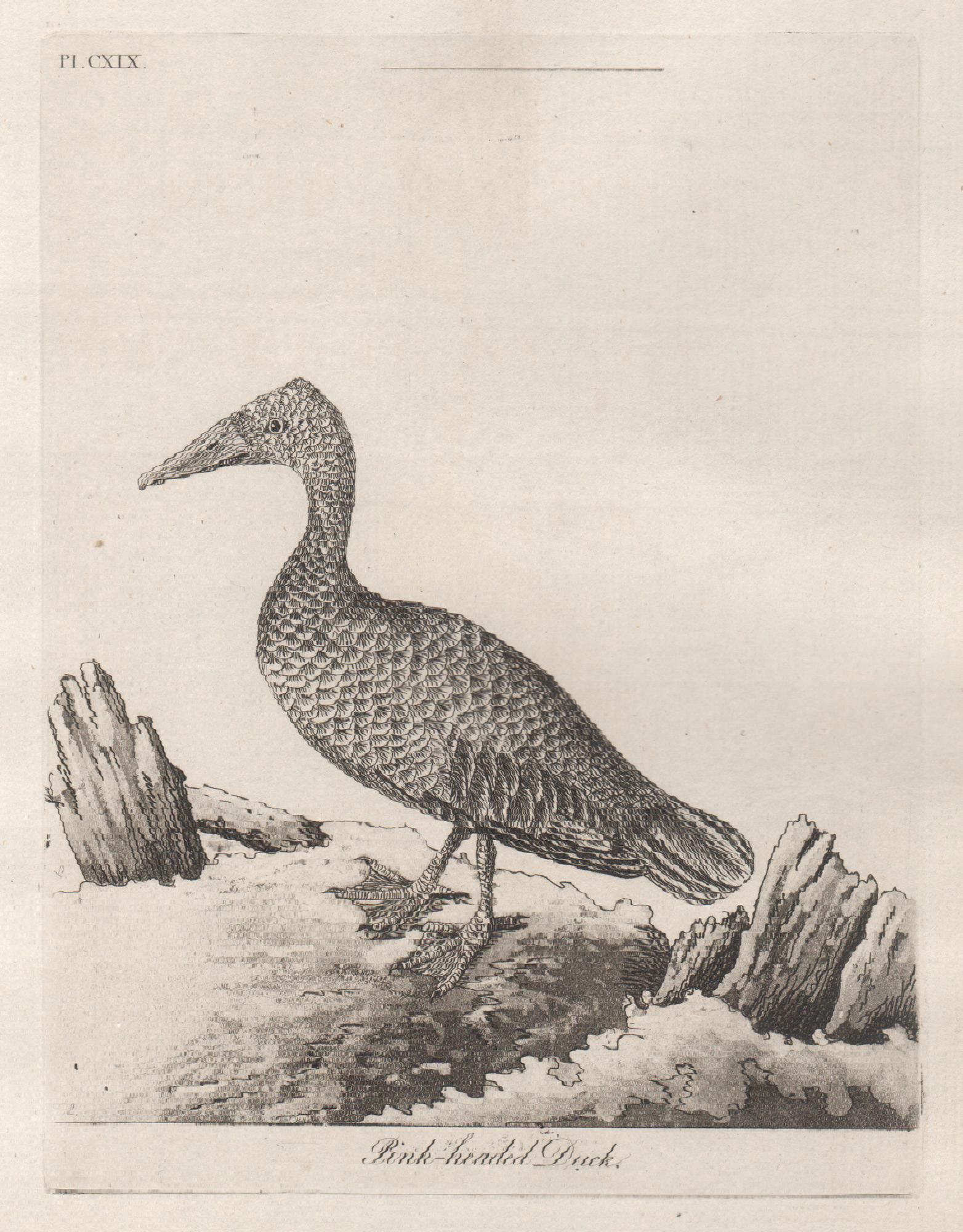 Copper-line engraving. 1781. From John Latham's 'General Synopsis of Birds' 1781-1785, and its Supplements. Plate number top left. Laid paper.

John Latham was the leading English ornithologist of his day.

175mm by 135mm (platemark) 
225mm by 180mm