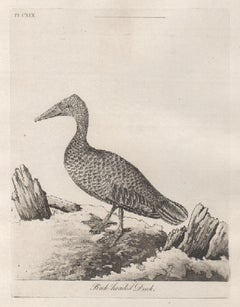 Antique Pink-headed Duck, 18th century bird engraving by John Latham