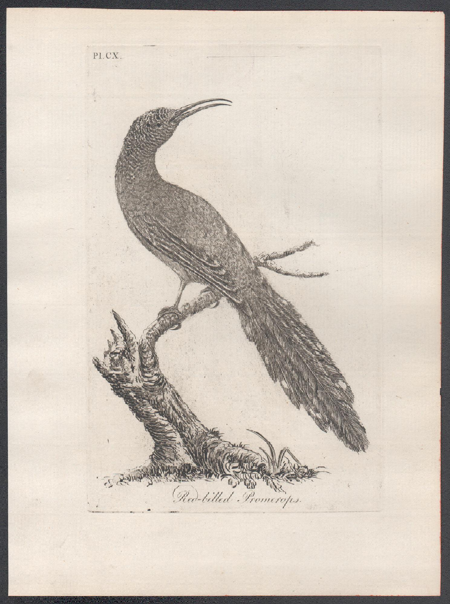 Red-billed Promerops, 18th century bird engraving by John Latham For Sale 1