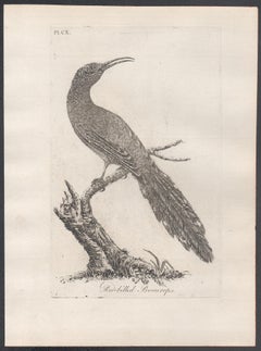 Red-billed Promerops, 18th century bird engraving by John Latham