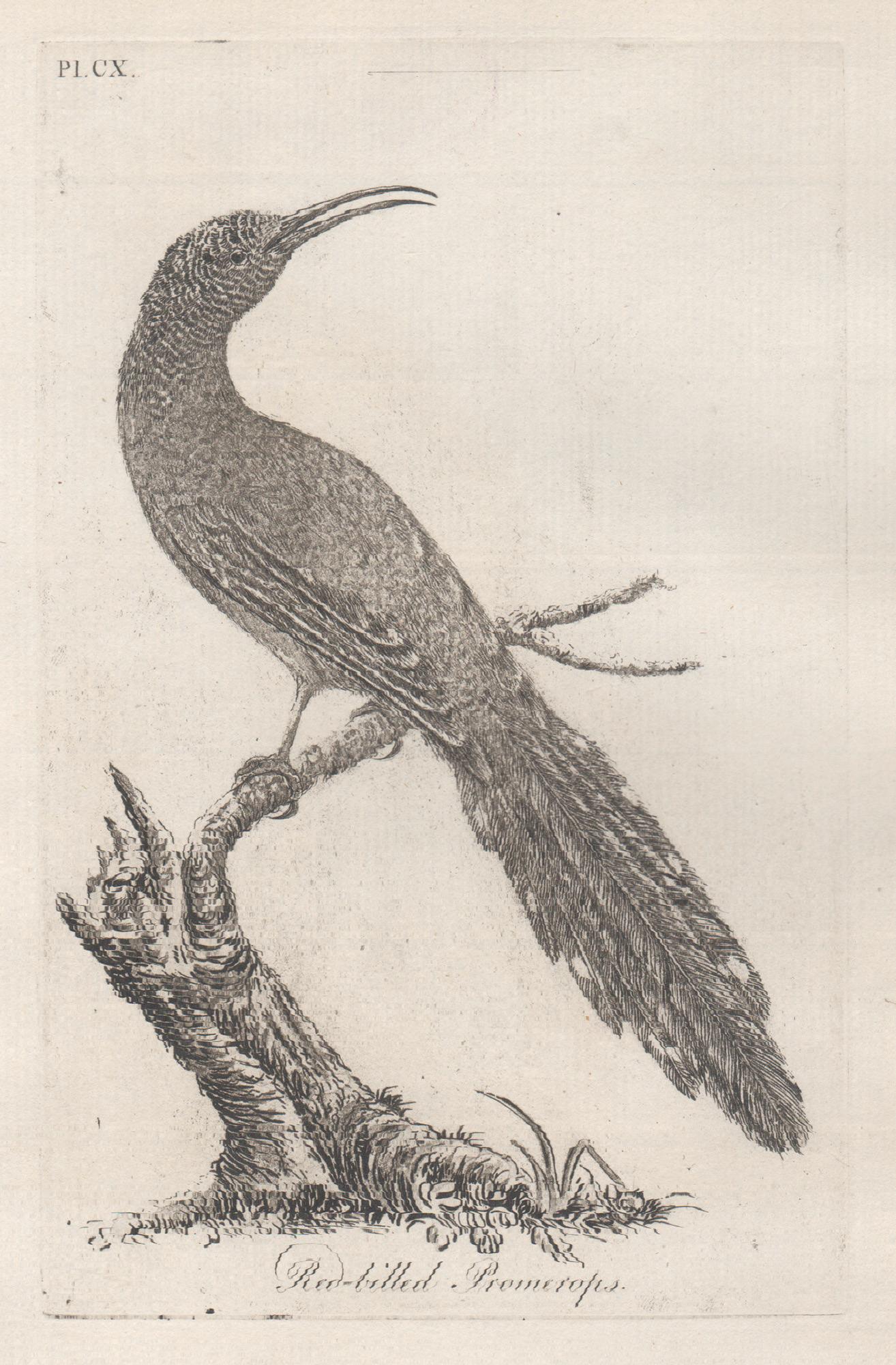 Copper-line engraving. 1781. From John Latham's 'General Synopsis of Birds' 1781-1785, and its Supplements. Plate number top left. Laid paper.

John Latham was the leading English ornithologist of his day.

190mm by 120mm (platemark) 
240mm by 180mm