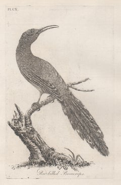 Promérops à bec rouge, gravure d'oiseau du 18e siècle par John Latham