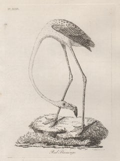 Red Flamingo, 18th century bird engraving by John Latham