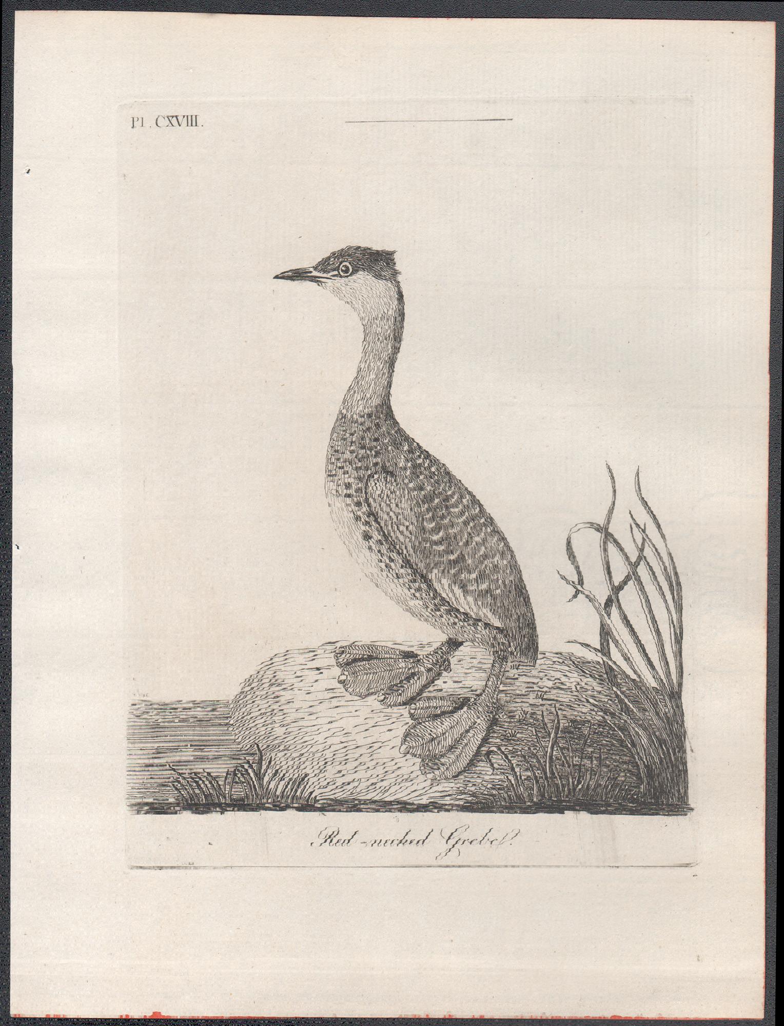 Red-necked Grebe, 18th century bird engraving by John Latham For Sale 1