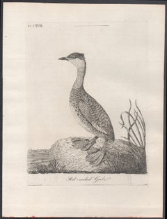 Rot gewölbter Grebe, Vogelgravur aus dem 18. Jahrhundert von John Latham
