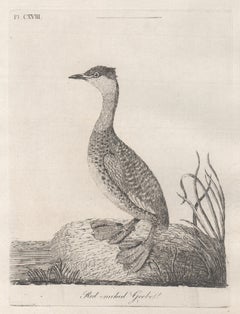 Grèbe à cou roux, gravure d'oiseaux du 18e siècle par John Latham
