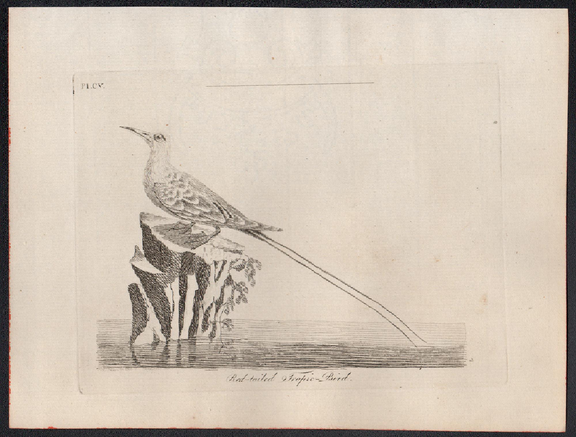 Red-tailed Tropic Bird, 18th century bird engraving by John Latham For Sale 1