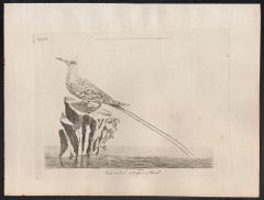 Uccello tropicale dalla coda rossa, incisione del XVIII secolo di John Latham