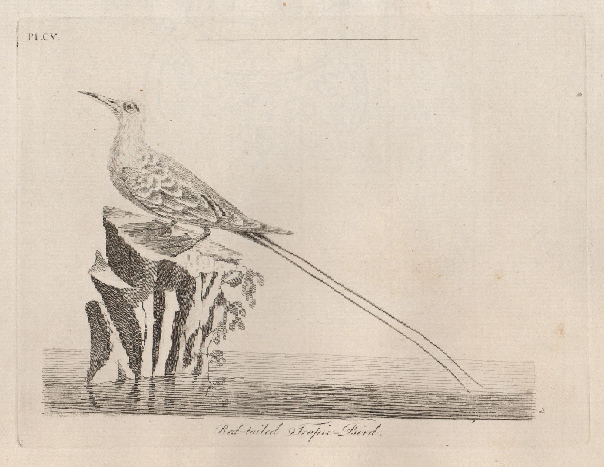Copper-line engraving. 1781. From John Latham's 'General Synopsis of Birds' 1781-1785, and its Supplements. Plate number top left. Laid paper.

John Latham was the leading English ornithologist of his day.

135mm by 180mm (platemark) 
180mm by 240mm