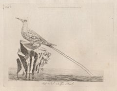 Oiseau tropical à queue rouge, gravure d'oiseaux du XVIIIe siècle par John Latham
