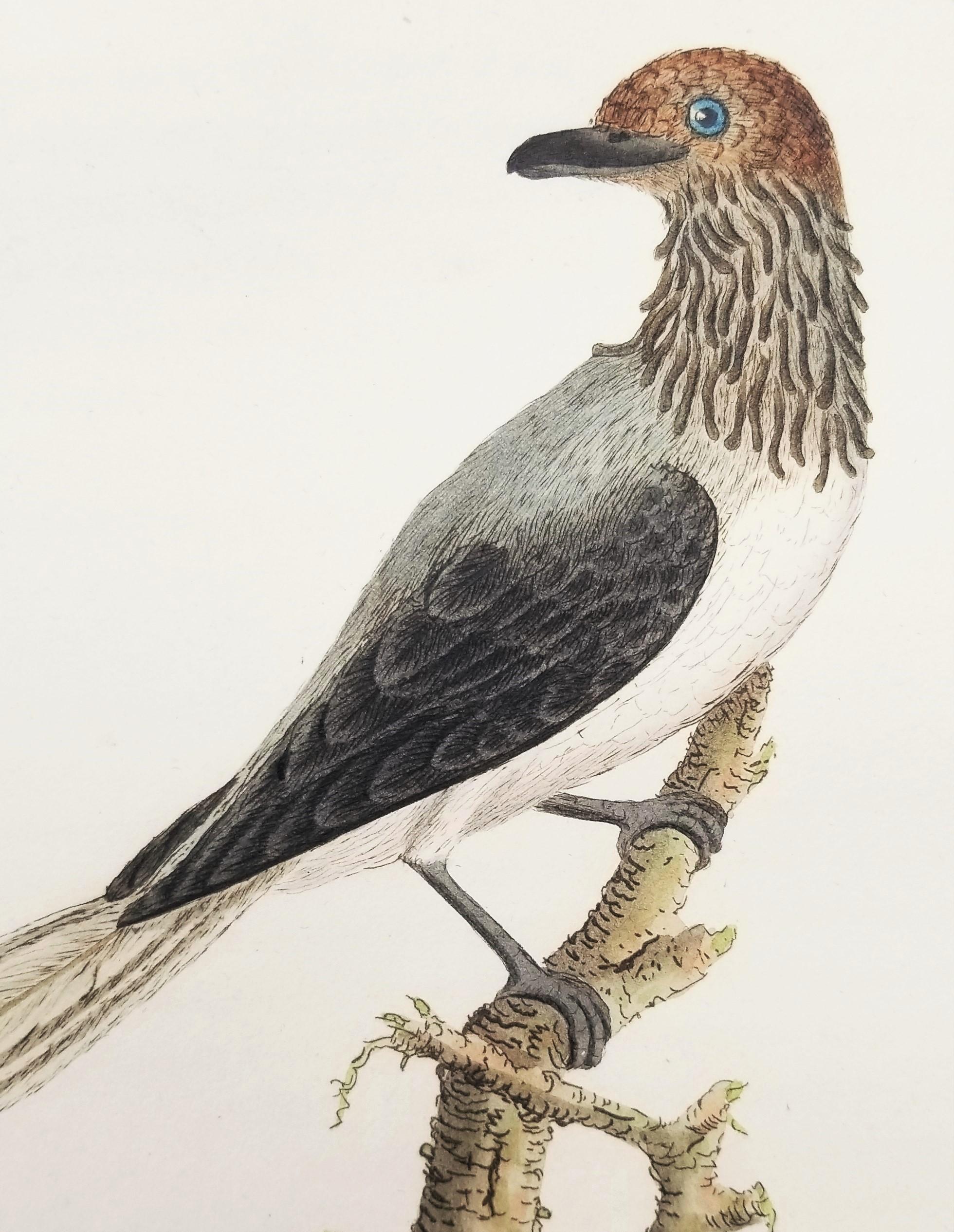 Set of Four Hand-Colored Ornithological Engravings by John Latham /// Bird UK For Sale 9