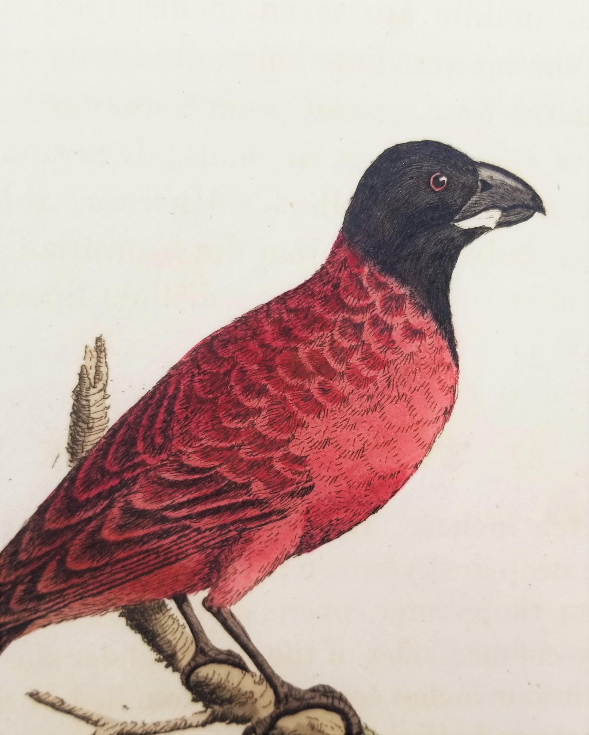 Set von vier handkolorierten ornithologischen Gravuren von John Latham /// Bird UK im Angebot 9