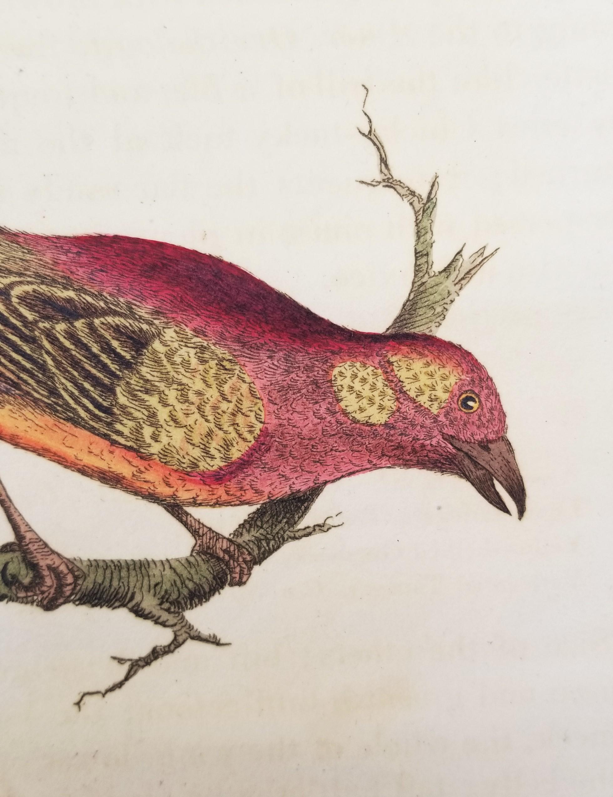 Set von vier handkolorierten ornithologischen Gravuren von John Latham /// Bird UK im Angebot 9