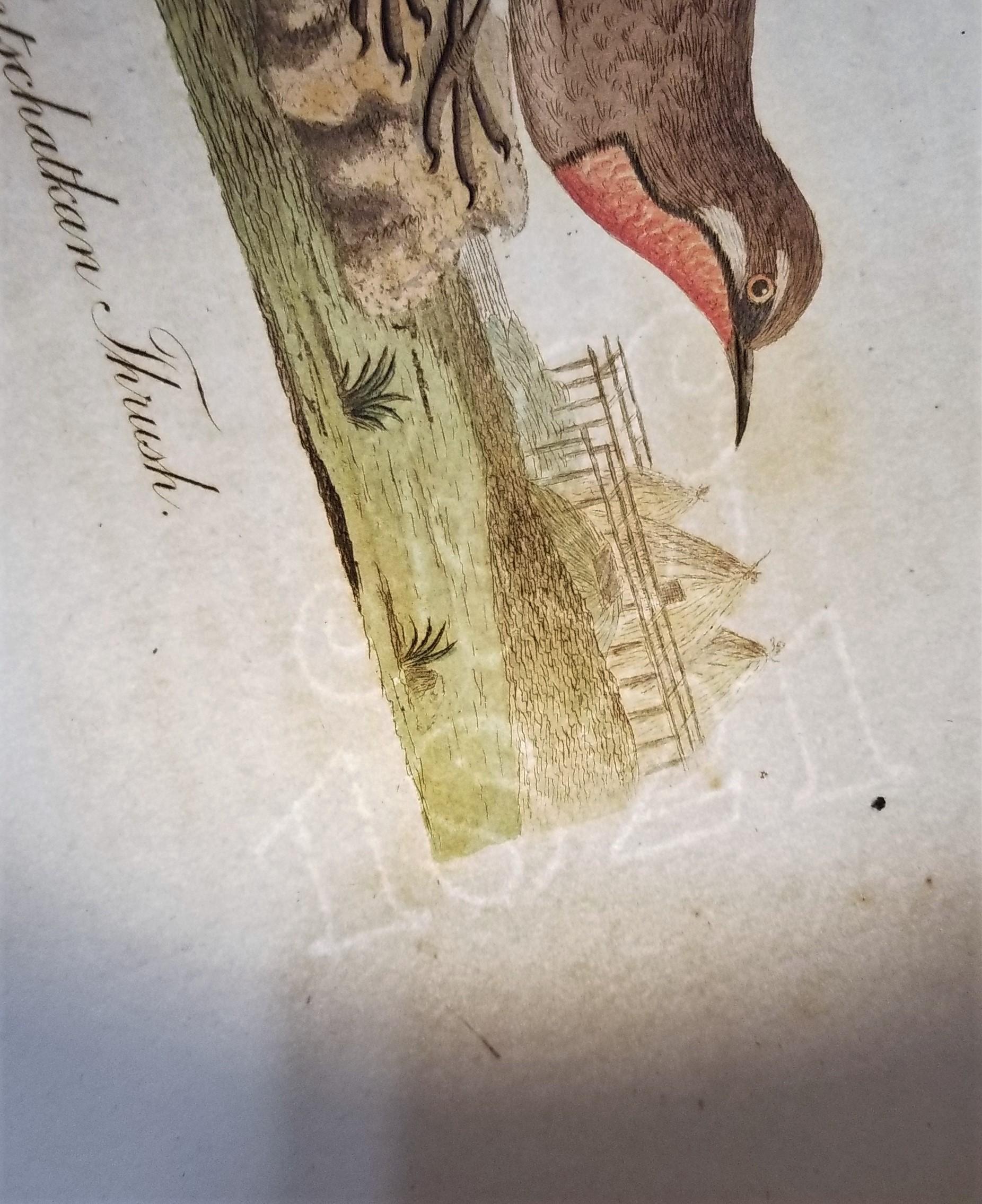 Set of Four Hand-Colored Ornithological Engravings by John Latham /// Bird UK For Sale 10