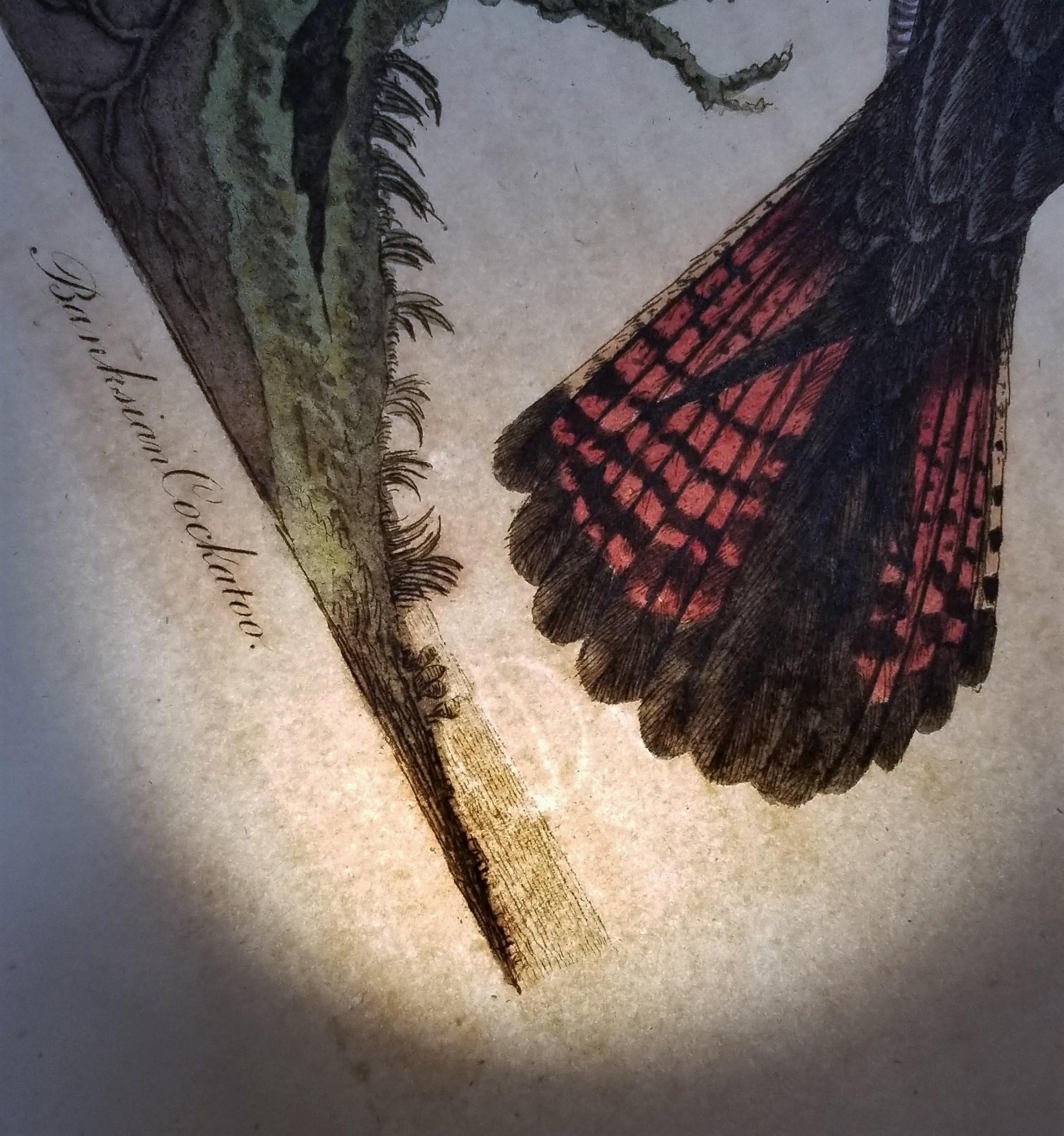 Ensemble de quatre gravures ornithologiques colorées à la main par John Latham /// Bird UK en vente 11