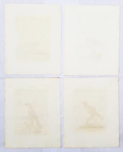 Set of Four Hand-Colored Ornithological Engravings by John Latham /// Bird UK