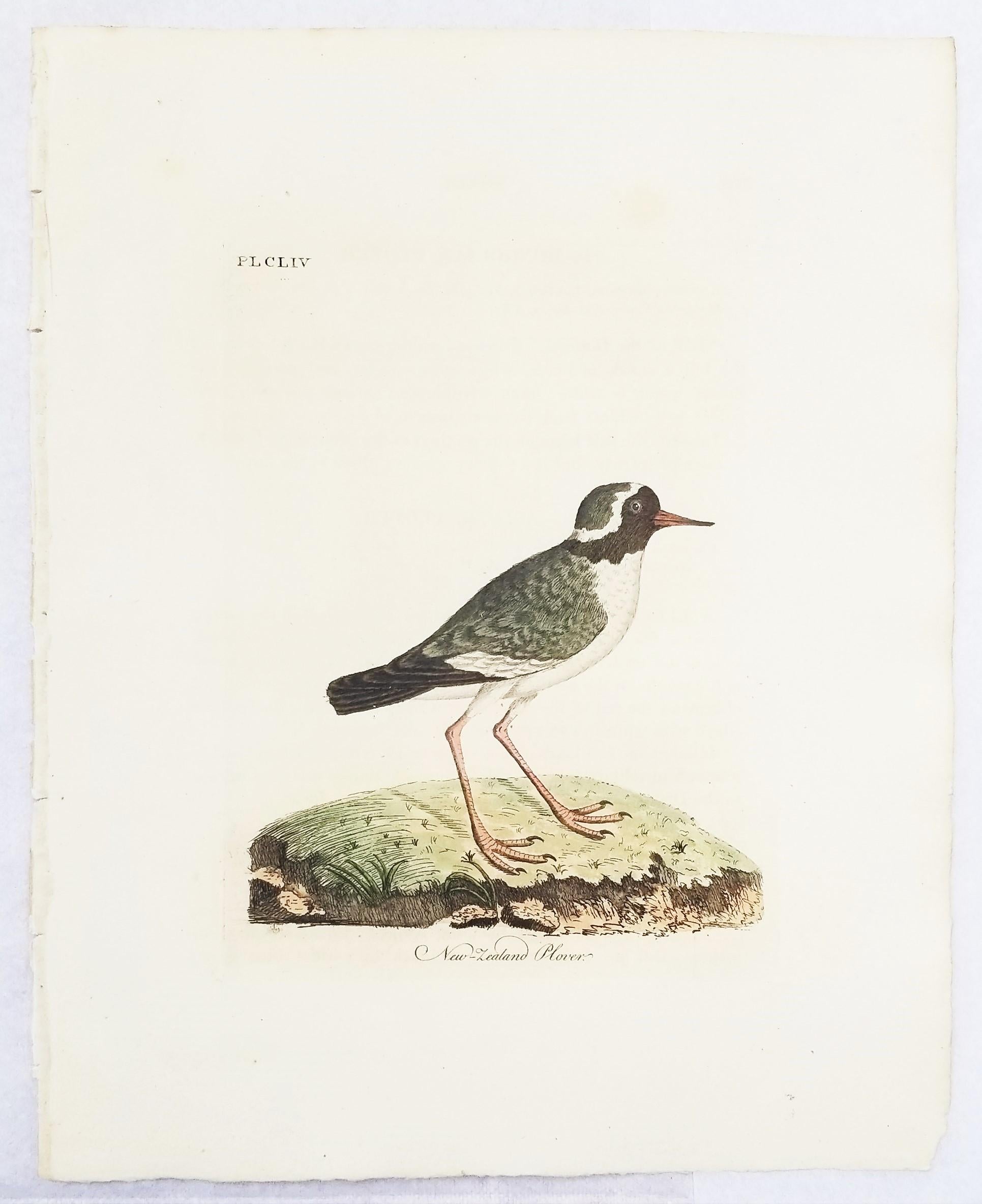 Set of Four Hand-Colored Ornithological Engravings by John Latham /// Bird UK For Sale 2
