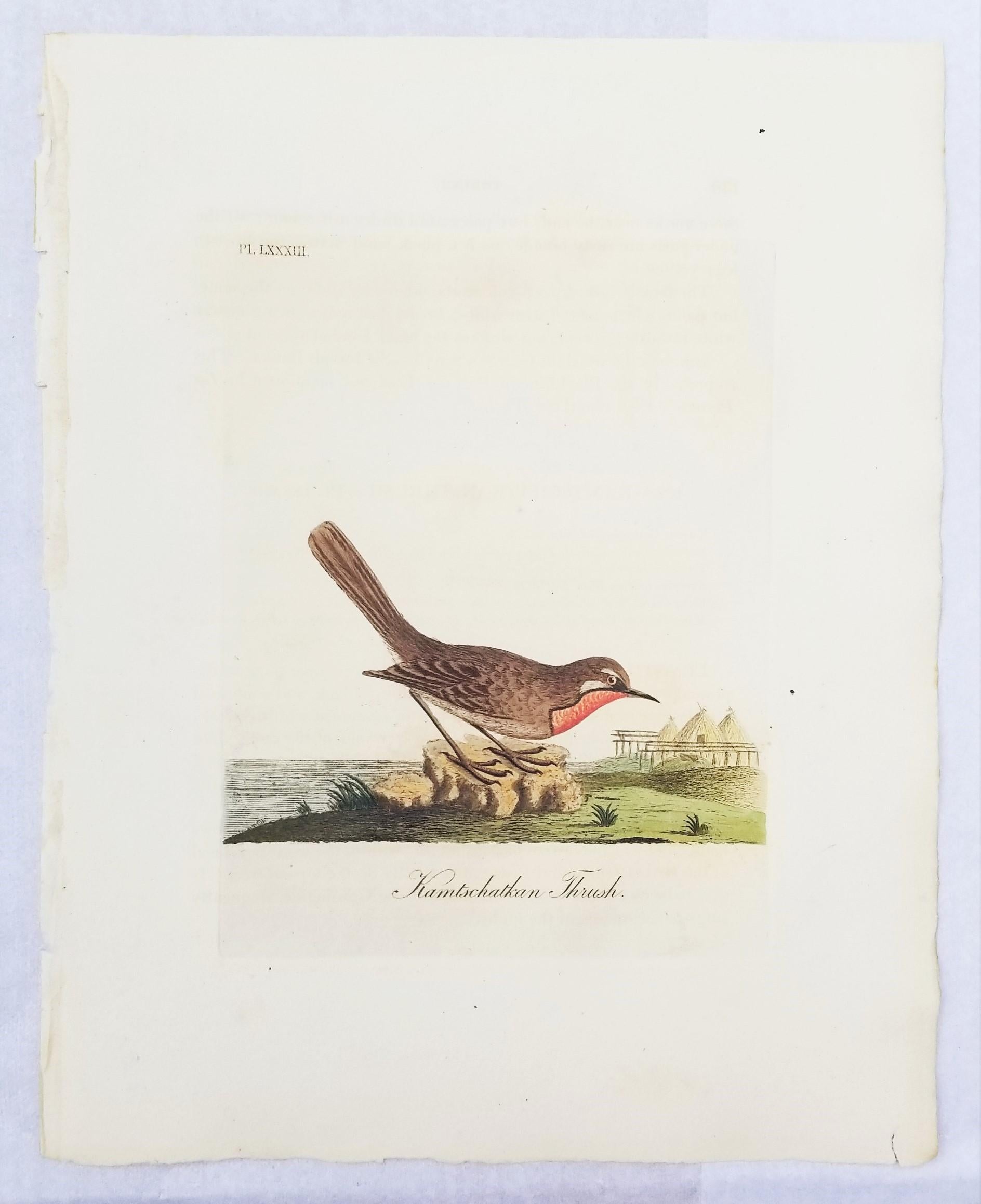 Set von vier handkolorierten ornithologischen Gravuren von John Latham /// Bird UK im Angebot 2