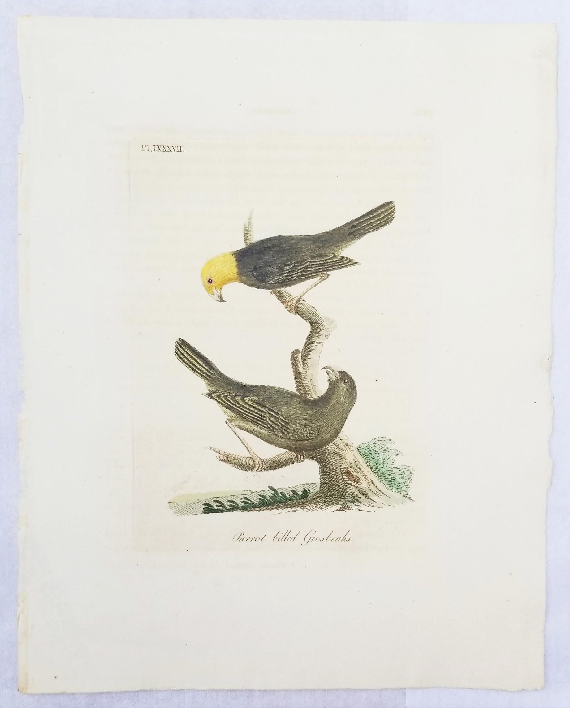 Set von vier handkolorierten ornithologischen Gravuren von John Latham /// Bird UK im Angebot 2