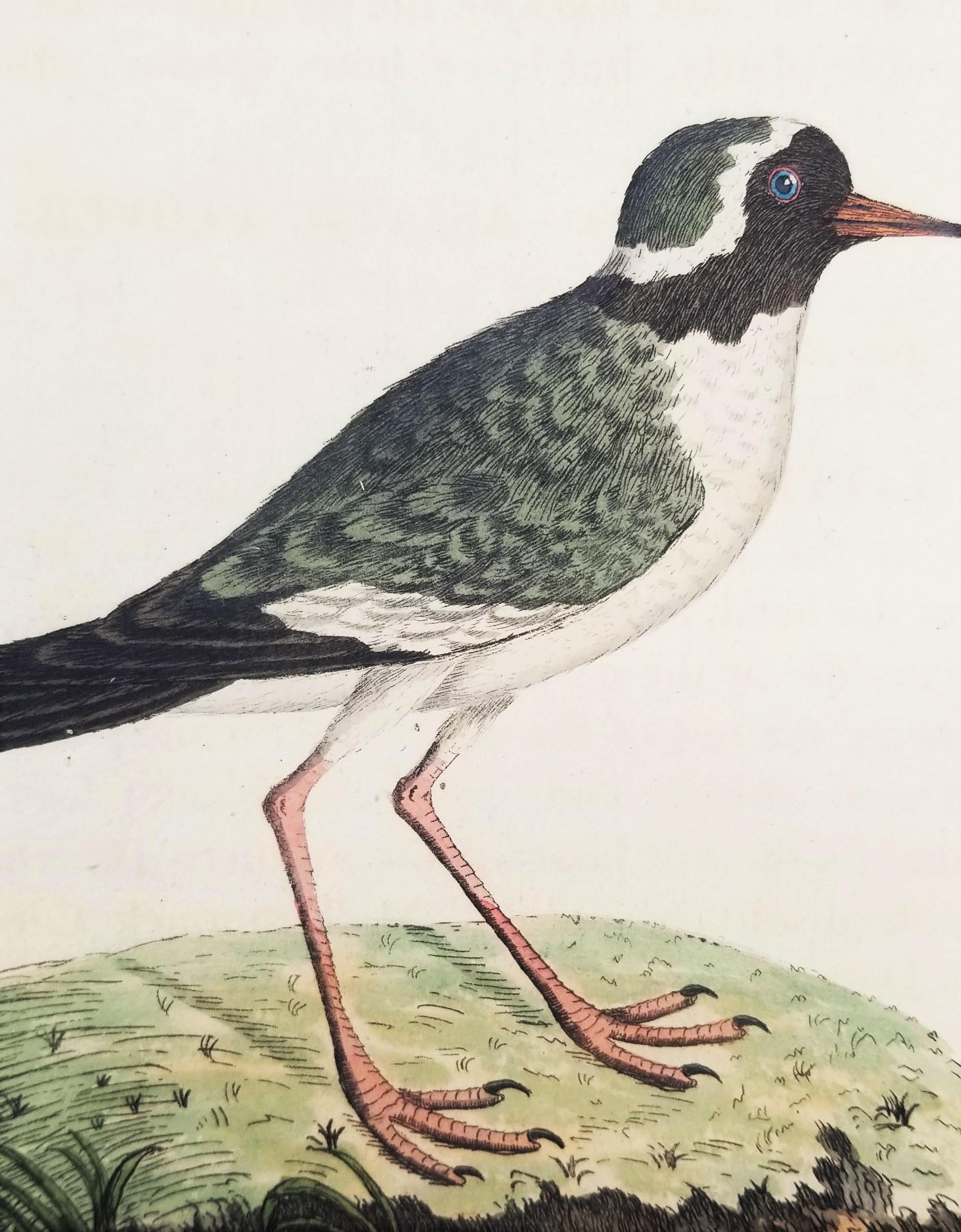 Set of Four Hand-Colored Ornithological Engravings by John Latham /// Bird UK For Sale 3