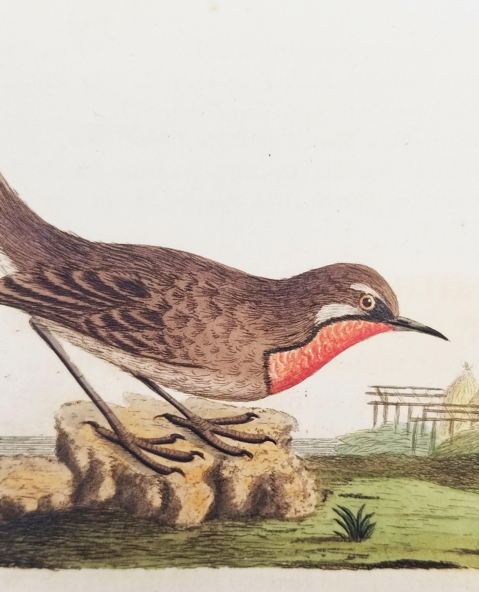 Set von vier handkolorierten ornithologischen Gravuren von John Latham /// Bird UK im Angebot 3