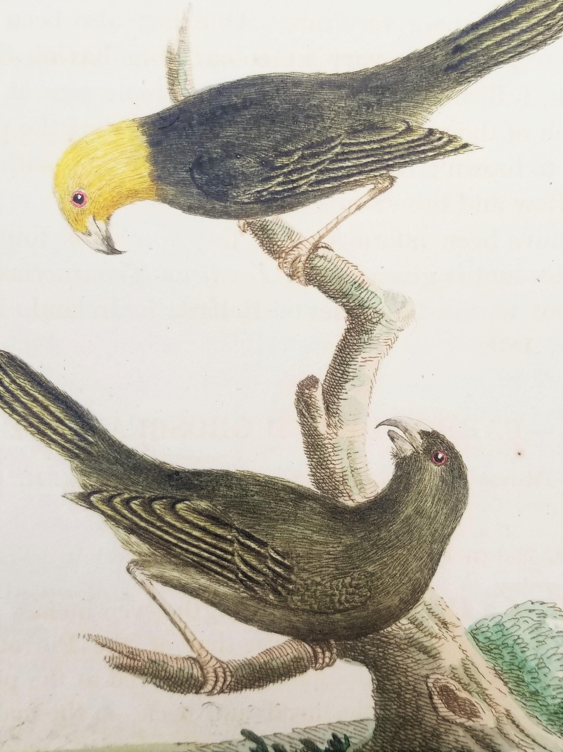 Set of Four Hand-Colored Ornithological Engravings by John Latham /// Bird UK For Sale 2