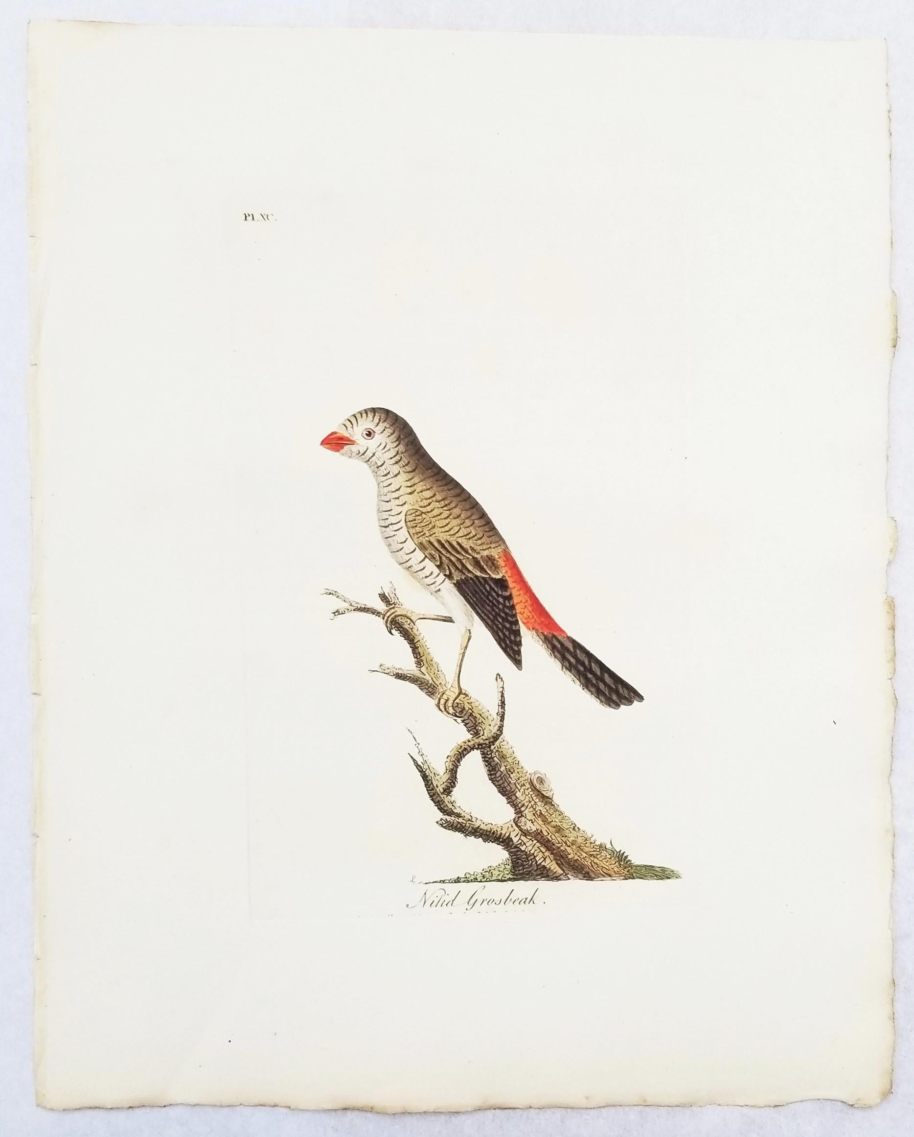 Set of Four Hand-Colored Ornithological Engravings by John Latham /// Bird UK For Sale 4