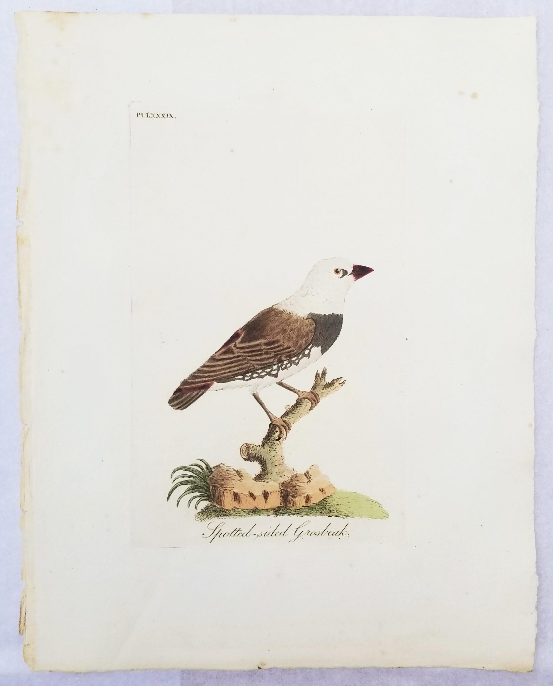 Set von vier handkolorierten ornithologischen Gravuren von John Latham /// Bird UK im Angebot 4